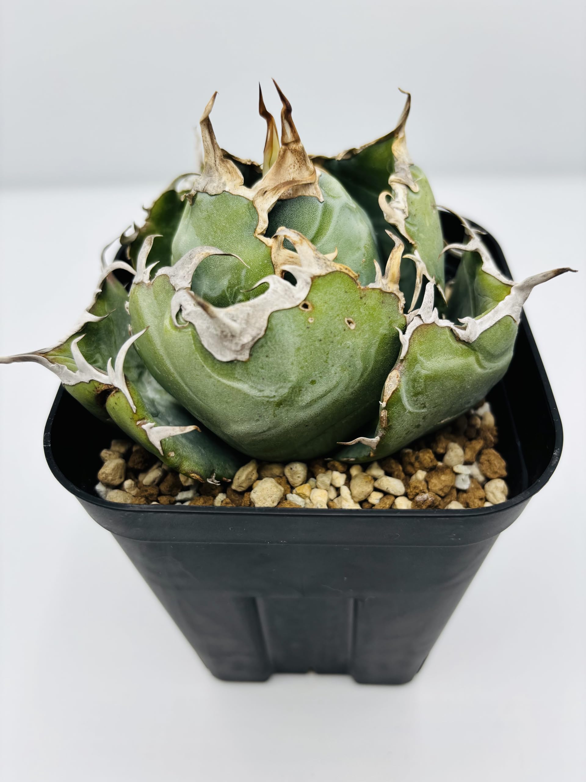 Amazon｜アガベ チタノタ 白鯨/Agave titanota 'White Whale/観葉植物